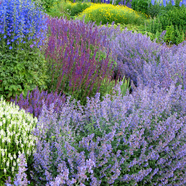 Fragrance oils for candles and burners
